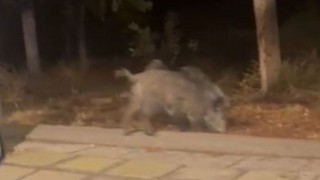 Çukurova Üniversitesi Yerleşkesinde Domuz Sürüsü Görüntülendi