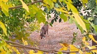 Dağ keçileri sonbahara renk kattı: Tuncelide görsel şölen