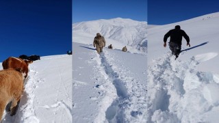 Dağda mahsur kalan 19 büyükbaş ekipler tarafından kurtarıldı