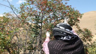 Dağların kırmızı hazinesi kuşburnu için hasat zamanı