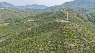 Dalamanda 6 yıl önce dikilen fidanlar ormana dönüştü