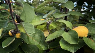 Dalların altın sarısını don vurdu: 10 dönüm tarladan 2 kasa ayva çıktı