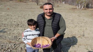 Denemek için ekti, 250 metrekarelik tarlasında dünyanın en pahalı baharatını yetiştirdi