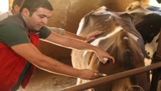 Denizlide 251 bin hayvan şap hastalığına karşı aşılandı