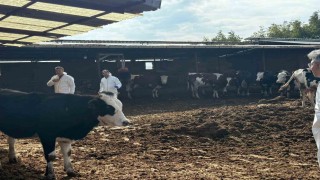 Denizlide şap hastalığına karşı tedbirler arttırıldı