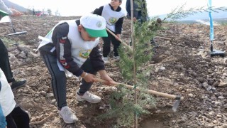 Denizlide yanan alanlarda binlerce fidan toprakla buluştu