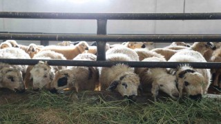 Devletten aldığı destekle küçükbaş hayvan çiftliği açtı