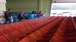 Didimde organik zeytin ve zeytinyağı üretim alanları denetlendi