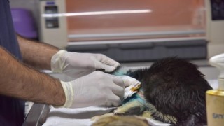 Distal oblik kırığı tespit edilen kedi 2 saatlik operasyon ile sağlığına kavuştu