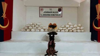 Diyarbakırda 470 kilo skunk ve 85 kilo esrar ele geçirildi