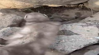 Diyarbakırda bitkin halde bulunan gelincik, vatandaşlar tarafından görüntülendi