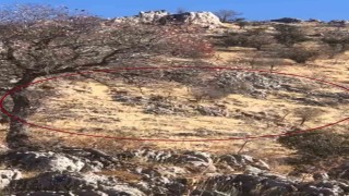 Diyarbakırda dağ keçileri sürü halinde görüntülendi