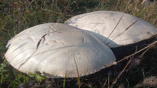 Doğada büyüyen dev mantarlar şaşkına çevirdi