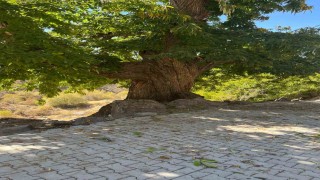 Doğadan ilham alan yarışma