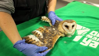 Doğanın şifası Ormanyada: Bu merkez yaban hayvanlarına umut oluyor