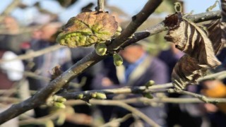 Doğru budama ile 500 metrekareden alınan fındık, 10 dönümlük bahçeden alınan fındığı solluyor