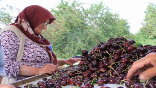Dondurulmuş kirazda da dünya lideriyiz