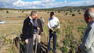 Dumlupınar Kaymakamı Teltik, şeker pancarı hasadını yerinde inceledi