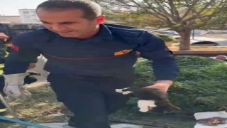 Duvar Arasında Sıkışan Yavru Kedi İtfaiye Tarafından Kurtarıldı