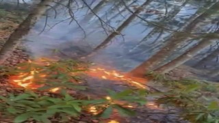 Düzcede ormanlık alanda örtü yangını