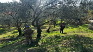 Edremitte zeytin hırsızlığına karşı komandolar sahada