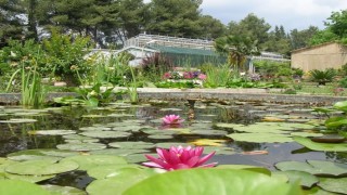 Ege Üniversitesinin endemik tür cenneti: Botanik Bahçesi