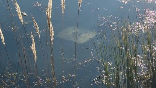 Ehliyetsiz sürücü araçla gölete düştü