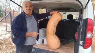 Elazığda 47 kilogramlık 113 santimetre kabak görenleri şaşırttı
