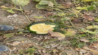 Elazığda bahçeler domuzlarının istilasına uğradı