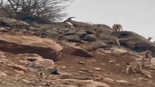 Elazığda dağ keçileri sürü halinde görüntülendi