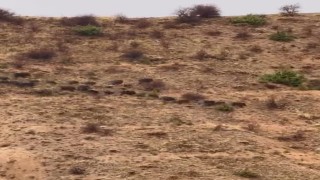 Elazığda domuz sürüsü görüntülendi