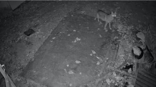 Elazığda evin etrafında yiyecek arayan çakal kamerada