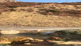 Elazığda nesli tükenme tehdidi altında olan dağ keçileri görüldü