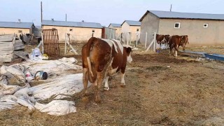 Elazığda şap hastalığı ve ölümler üreticiyi zorluyor