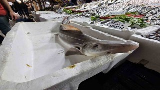 Elazığda satışa çıkarılan köpek balığı ilgi odağı oldu