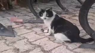 Elazığda yakaladığı fareyle oynayan kedi kamerada
