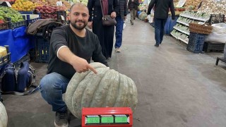 Ele avuca sığmayan 60 kiloluk bal kabağı el arabasıyla taşınıyor