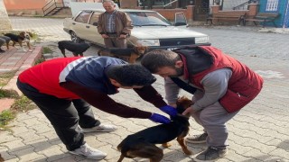Emette sahipli kedi ve köpeklere mikroçip ve kuduz aşısı uygulaması