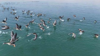 Erçek Gölünün yeni misafirleri küçük sakarcalar havadan görüntülendi