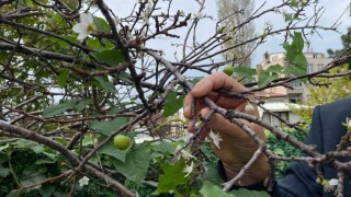 Erik ağacı Kasım ayında çiçek açıp meyve verdi
