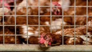 Erzincanda kuş gribi önlemleri sıkılaştırıldı