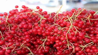 Erzincanda şifa deposu gilaburuya yoğun ilgi