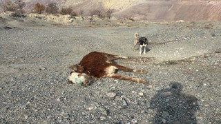 Erzincanda tehlikeli sorumsuzluk: Şaplı hayvanlar meraya atıldı