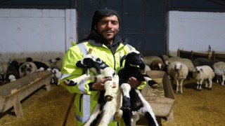 Erzincanda yılın ilk kuzuları doğdu: Üreticilerin umudu tazelendi