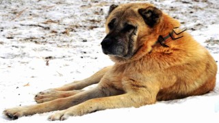 Erzurumda bir kayıp hikâyesi