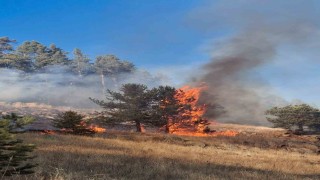 Erzurumda orman yangını