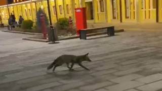 Eskişehir garında tren beklerken gördükleri tilki karşısından hayrete düştüler