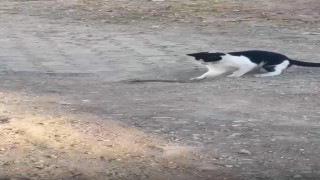 Fareyle oynar gibi yılanla oynadı, ağzıyla kapıp uzaklaştı