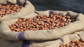 Fındık üreticilerinden Ferreroya manipülasyon tepkisi: Amaç üreticiyi panikletip ucuza fındık almak