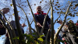 Fındıkta çok dal, çok fındık anlamına gelmiyor